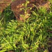 Habenaria viridiflora (Rottler ex Sw.) R.Br. ex Spreng.